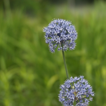 Allium caeruleum '' (039033)