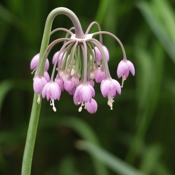 Allium cernuum '' (039036)