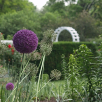 Allium giganteum '' (039038)