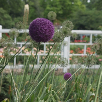 Allium giganteum '' (039039)