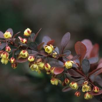 Berberis thunbergii 'Atropurpurea' (039060)