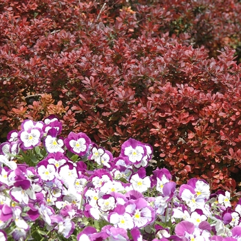 Berberis thunbergii 'Atropurpurea' (039061)