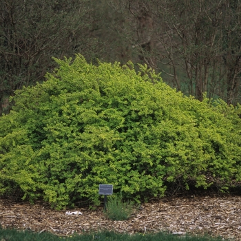 Berberis thunbergii 'Aurea' (039063)