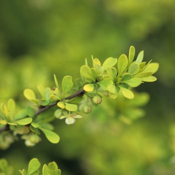 Berberis thunbergii 'Aurea' (039064)