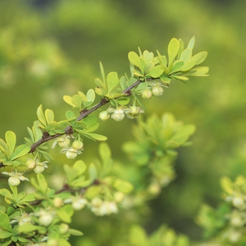 Berberis thunbergii 'Aurea' (039065)