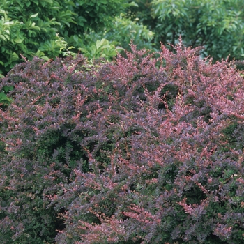 Berberis thunbergii 'Rose Glow' (039068)