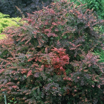 Berberis thunbergii 'Rose Glow' (039069)