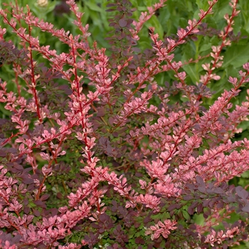 Berberis thunbergii 'Rose Glow' (039070)