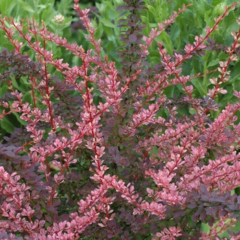 Berberis thunbergii 'Rose Glow' (039071)