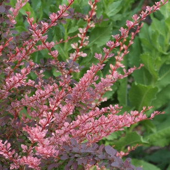 Berberis thunbergii 'Rose Glow' (039072)