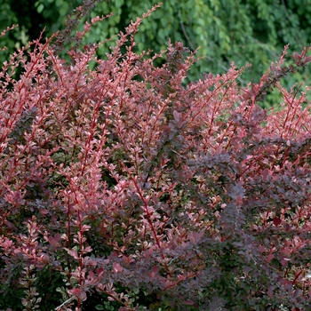 Berberis thunbergii 'Rose Glow' (039073)