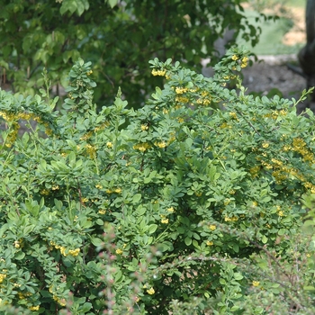 Berberis thunbergii 'Emerald Carousel®' (039081)