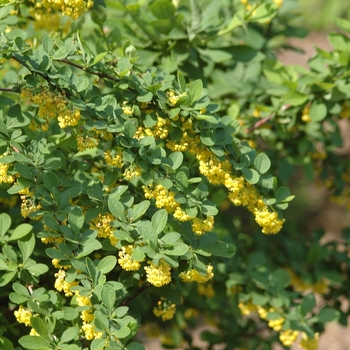 Berberis thunbergii 'Emerald Carousel®' (039082)