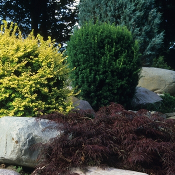 Berberis thunbergii 'Aurea' (039083)