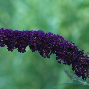 Buddleia davidii 'Black Knight' (039095)