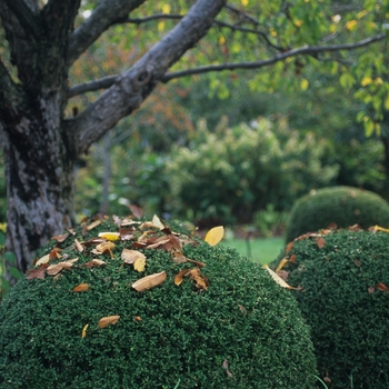 Buxus microphylla var. japonica 'Wintergreen' (039222)