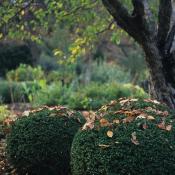 Buxus microphylla var. japonica 'Wintergreen' (039223)