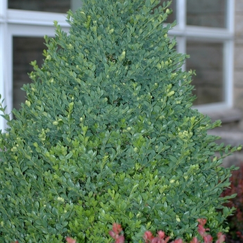 Buxus 'Green Mountain' (039239)