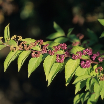 Callicarpa dichotoma '' (039241)