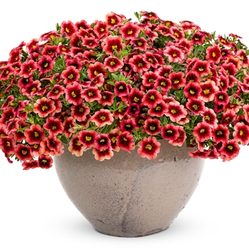 Calibrachoa Superbells® 'Coralberry Punch™' (039363)