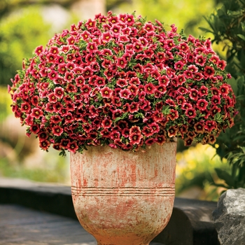 Calibrachoa Superbells® 'Coralberry Punch™' (039364)