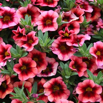 Calibrachoa Superbells® 'Coralberry Punch™' (039365)