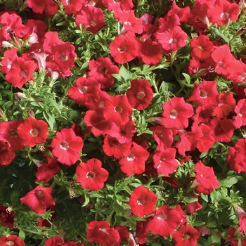 Petunia Tiny Tunia™ '' (039430)