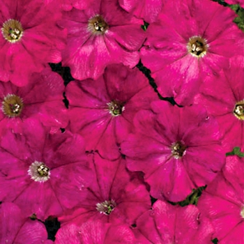 Petunia 'Tiny Tunia Cranberry' (039437)