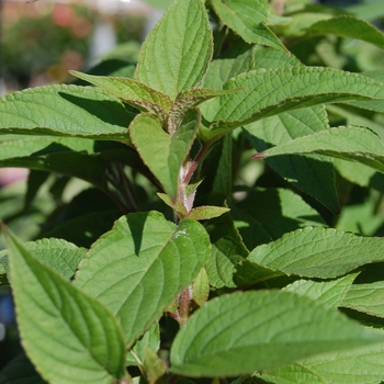 Salvia elegans '' (039489)