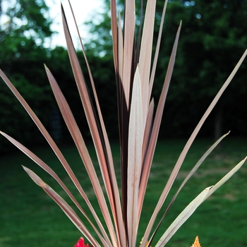 Cordyline australis 'Red Star' (039692)