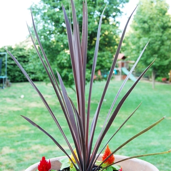 Cordyline australis 'Red Star' (039693)