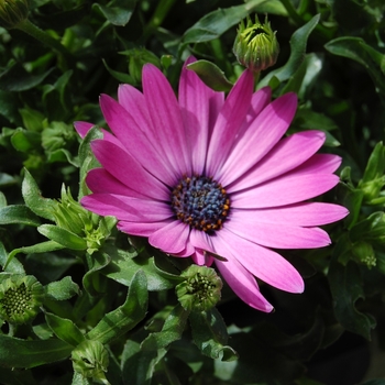 Osteospermum Summertime® 'Hot Pink' (039696)