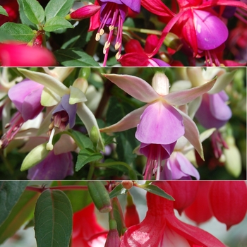 Fuchsia '' (039776)