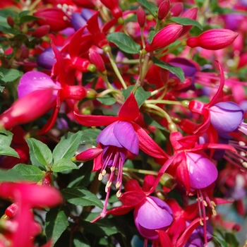 Fuchsia Sunbeam® 'Rocky' (039777)