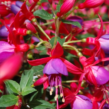 Fuchsia Sunbeam® 'Rocky' (039778)