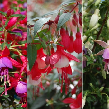 Fuchsia '' (039784)