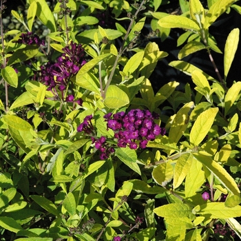 Buddleia davidii 'Evil Ways' (039863)