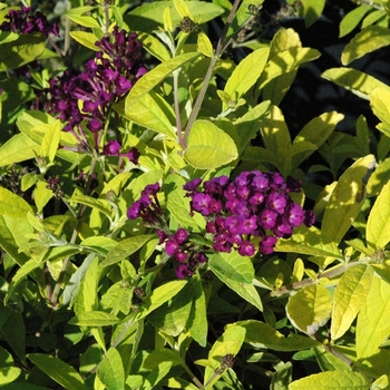 Buddleia davidii 'Evil Ways' (039864)