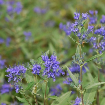 Caryopteris x clandonensis 'Dark Knight' (040148)