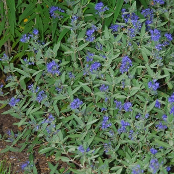 Caryopteris x clandonensis 'Dark Knight' (040149)