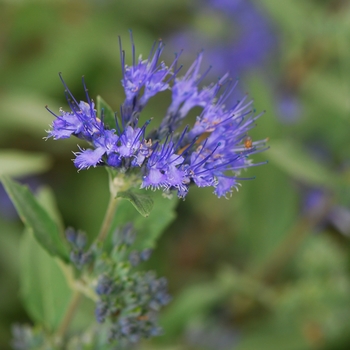 Caryopteris x clandonensis 'Longwood Blue' (040150)