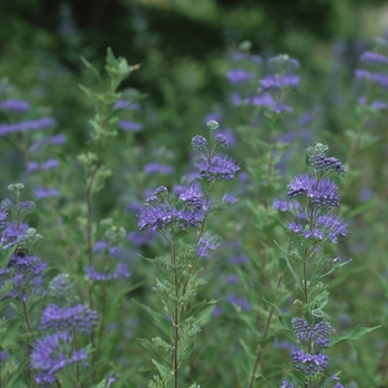 Caryopteris x clandonensis 'Dark Knight' (040153)