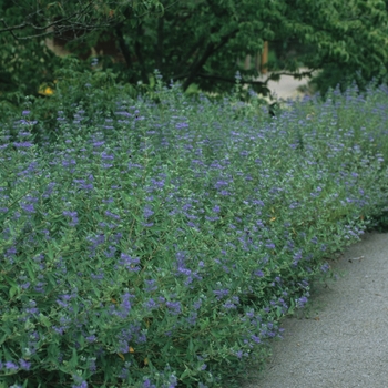 Caryopteris x clandonensis 'Dark Knight' (040154)