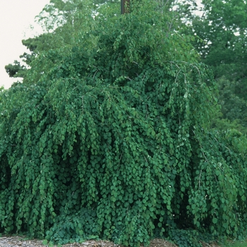 Cercidiphyllum japonicum 'Pendula' (040164)