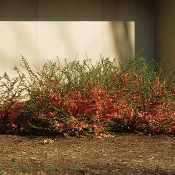 Chaenomeles speciosa 'Texas Scarlet' (040186)