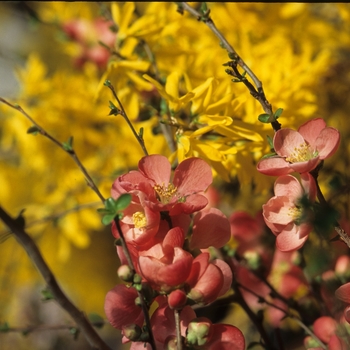 Chaenomeles speciosa 'Texas Scarlet' (040189)