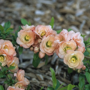 Chaenomeles japonica (speciosa) 'Cameo' (040198)