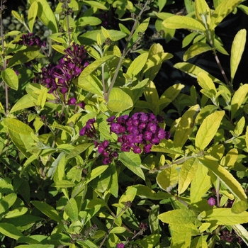 Buddleia davidii 'Evil Ways' (040202)