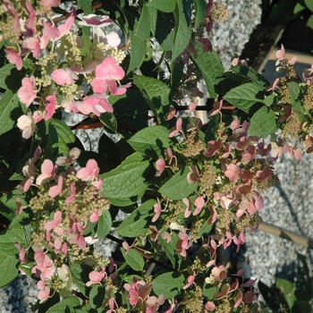 Hydrangea paniculata 'Quick Fire®' (040212)