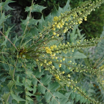 Mahonia x media 'Winter Sun' (040227)